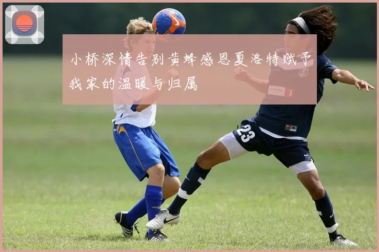 小桥深情告别黄蜂感恩夏洛特赋予我家的温暖与归属